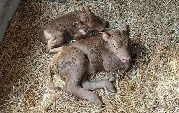國(guó)內(nèi)首例體細(xì)胞克隆延邊牛誕生！低溫技術(shù)助力瀕危種質(zhì)資源保護(hù)